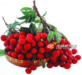 警惕“冰水”荔枝貓膩，選購新鮮水果需擦亮眼